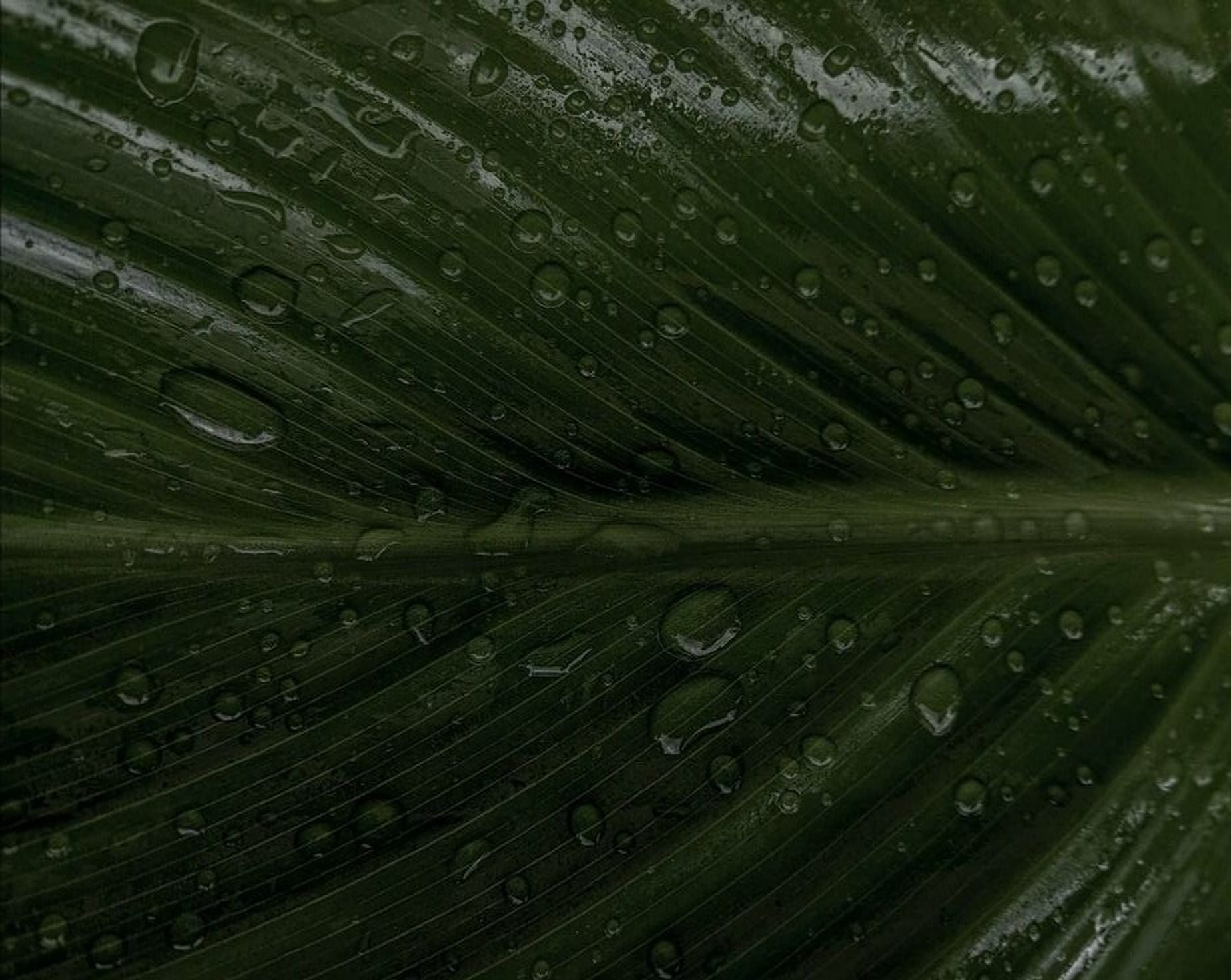 A dark green leaf covered in water droplets, veins fanning from a central stem.